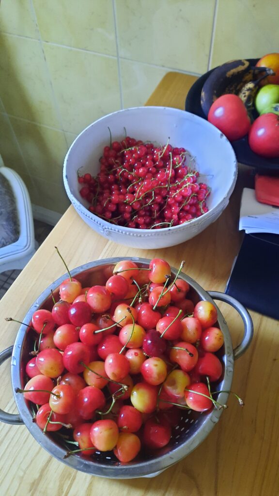 Bols de cerises, groseilles et tomates. 